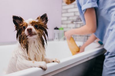 Pet Grooming and Pet Sitting Insurance in Monahans, TX by King Insurance Group