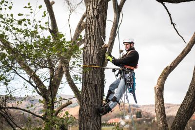 Tree Trimming Insurance in Monahans, TX by King Insurance Group